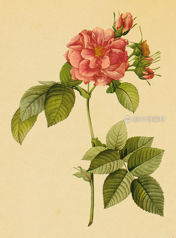 小卷心菜玫瑰|古董花卉插图